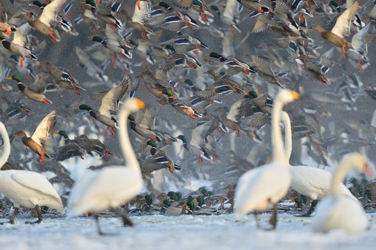 Whooper Swan