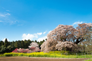 満開の桜