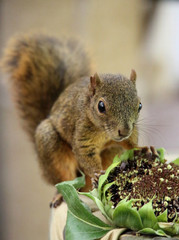 essendes Eichhörnchen