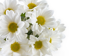 Fototapeta na wymiar Bunch of white chrysanthemums on a white background