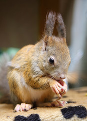 essendes Eichhörnchen