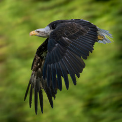 Adler