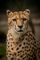 Gepard
