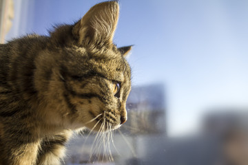 lovely kitty with blue eyes on the blurred background