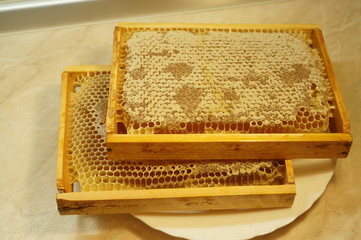 Obraz premium мед пчелиный в сотах