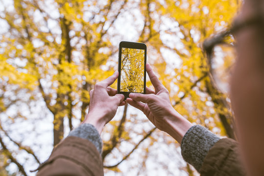Male tourist holding smartphone taking photo of ginkgo leaf in a