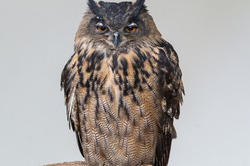 eagle owl