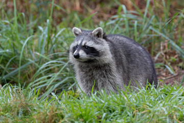 racoon
