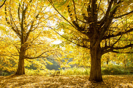 Fall In The Rembrandpark In Amsterdam