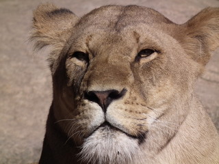 Proud Lion