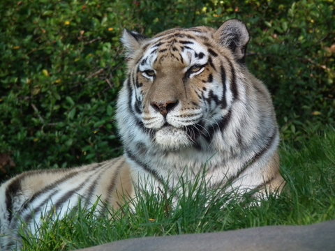 call me Tiger
