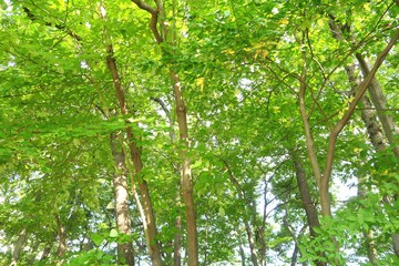 Fototapeta premium 緑の背景素材