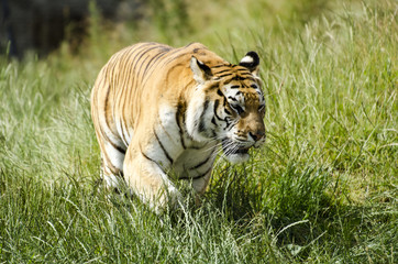 call me Tiger