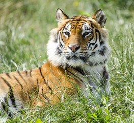 Obraz premium call me Tiger