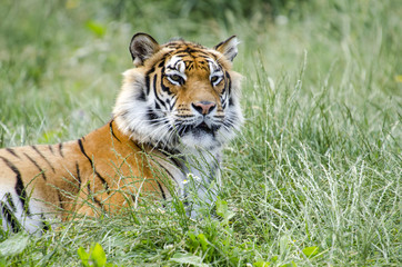 call me Tiger