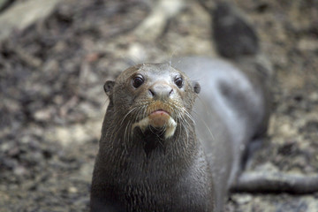 Funny giant otter