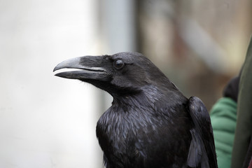 Big raven profile