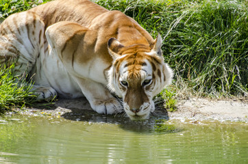 Fototapeta premium Der Tiger