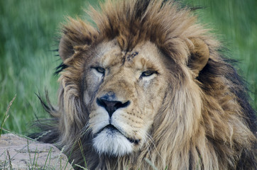 Fototapeta na wymiar The Lion King