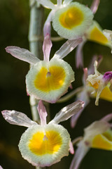 Fototapeta premium yellow orchid