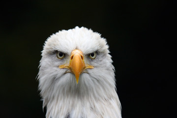Frontales Portrait eines Weißkopfseeadlers