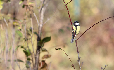 Small titmouse on a branch of a small tree