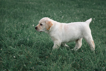 cute yellow puppy Labrador Retriever runs on background of green grass