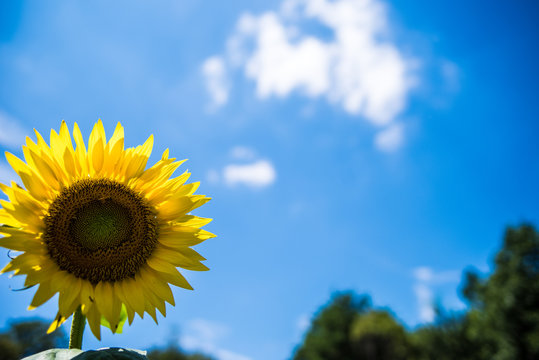 Sunflower, sunny day