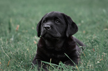 portrait of cute black puppy Labrador Retriever isolated on a background green grass