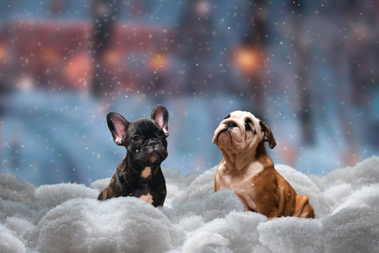 Two dogs sitting in the snow surrounded by snow