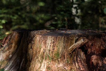 tree stump on summer forest background