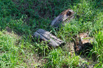 草むらの木片