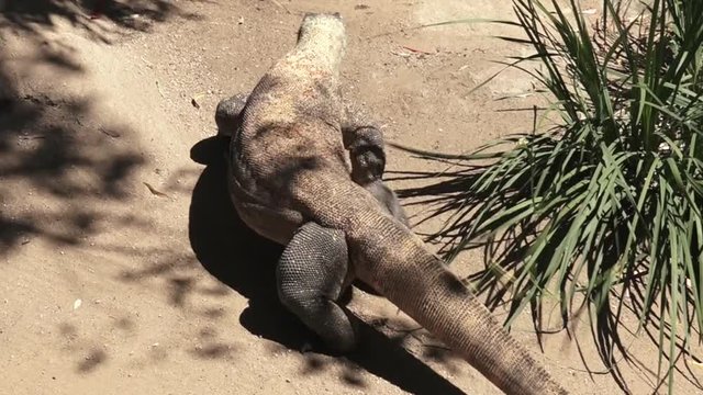 Komodo dragon full body in Komodo Island,  Indonesia