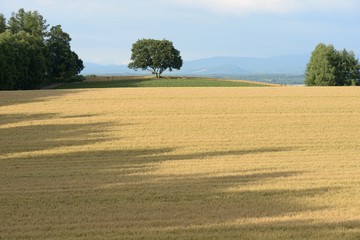 Fototapeta na wymiar 北海道の麦畑
