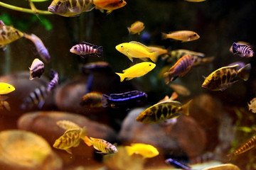 Aquarium fishes demasoni, striped and yellow