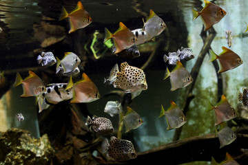 Aquarium fishes, monodaktilus and discus.