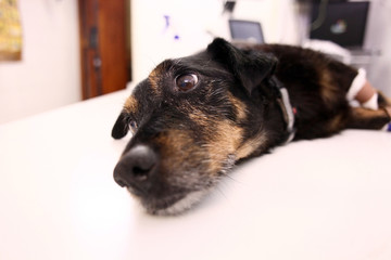 Dog in veterinary clinic after surgery being sad