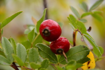 Kuşburnu(Rosa canina)Meyvesi