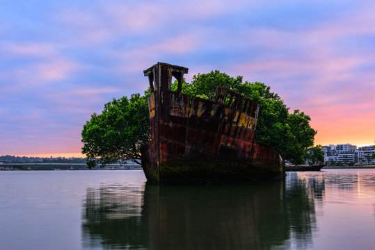 102 year old Shipwrecks of Homebush in Sydney Australia became A Floating Forest.