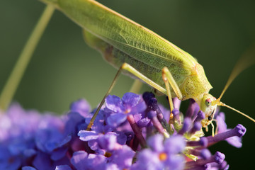 Grasshopper on a flower