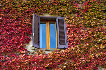 window overgrown with colorful autumnal vine leaves