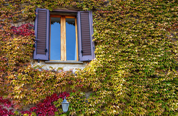 window with vine leaves