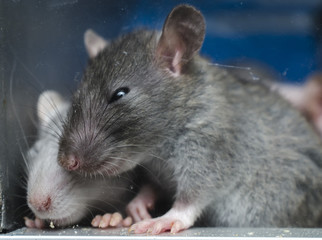 gray mouse in a glass