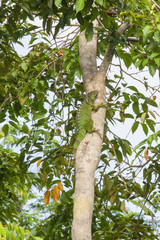 Fototapeta premium Green lizard in tree
