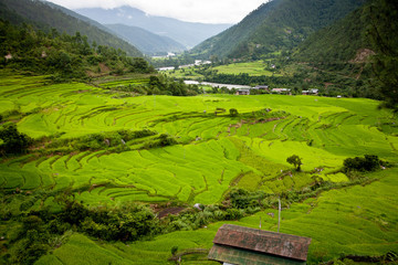 Rice paddies, Bhutan