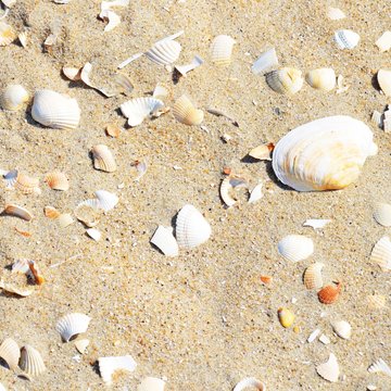 Muscheln im Sand
