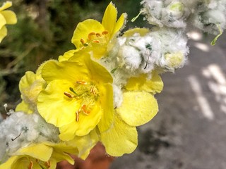 yellow flower with white cotton stem