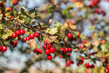 Ripe hawthorn berries grow on a fall tree lightened by sunny weather.
