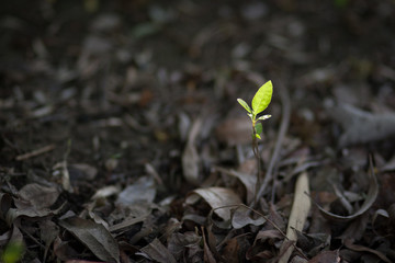 The new leaf up. A fitting symbol of the start.