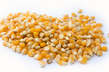 Corn on a white background